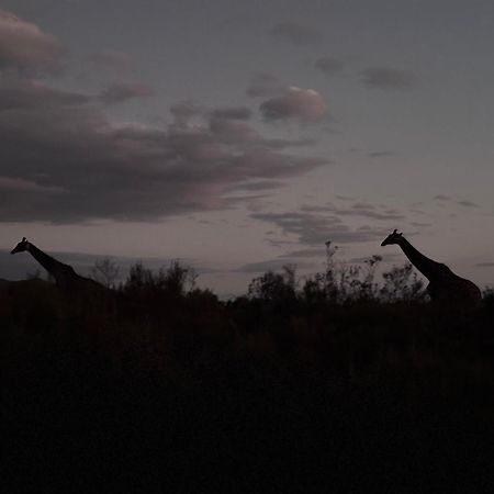 Wildehondekloof Game Lodge Matjiesrivier  Exteriör bild