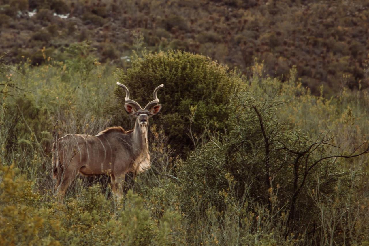 Wildehondekloof Game Lodge Matjiesrivier  Exteriör bild