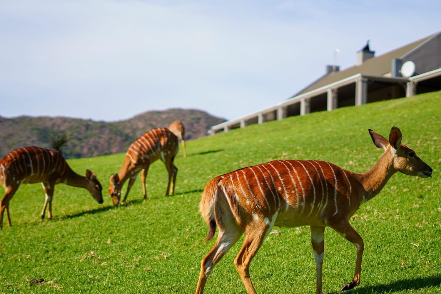 Wildehondekloof Game Lodge Matjiesrivier  Exteriör bild