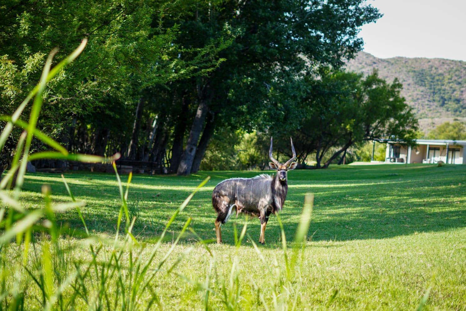 Wildehondekloof Game Lodge Matjiesrivier  Exteriör bild
