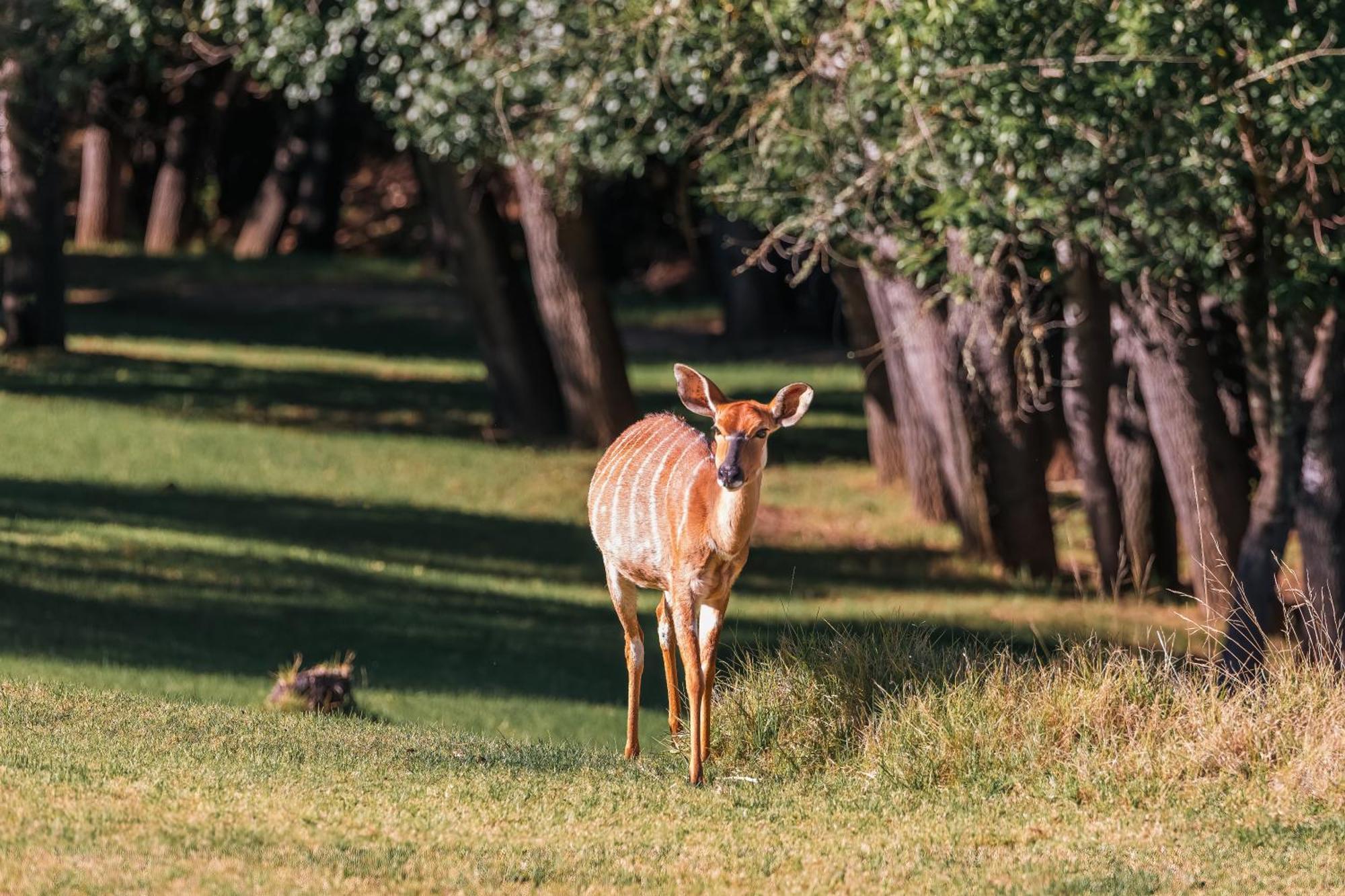 Wildehondekloof Game Lodge Matjiesrivier  Exteriör bild