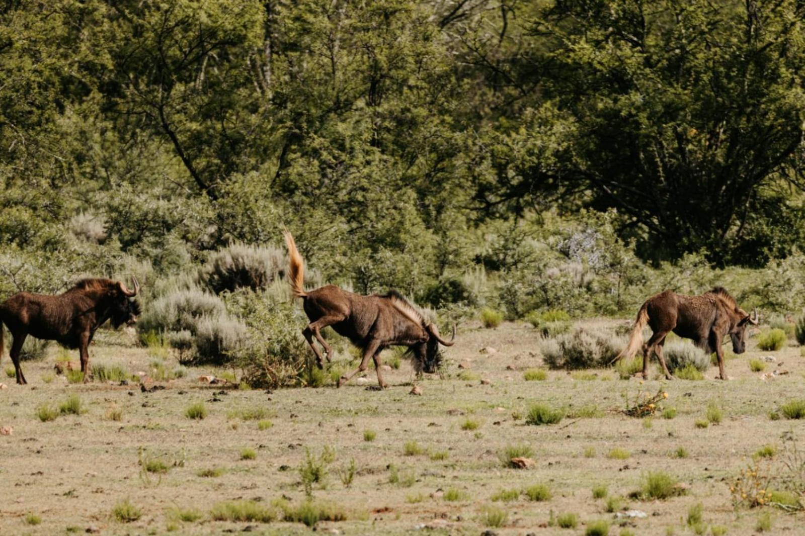 Wildehondekloof Game Lodge Matjiesrivier  Exteriör bild