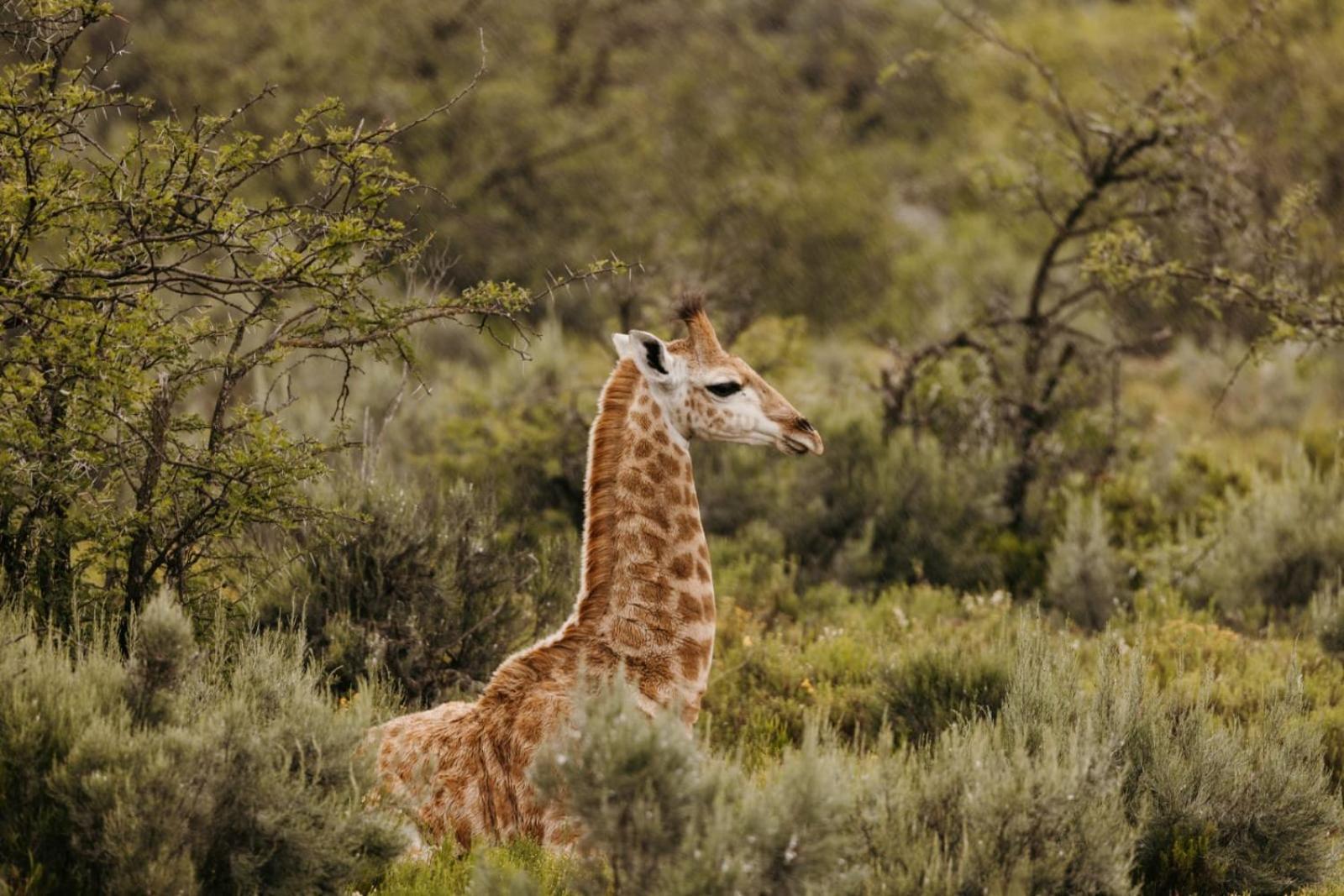 Wildehondekloof Game Lodge Matjiesrivier  Exteriör bild