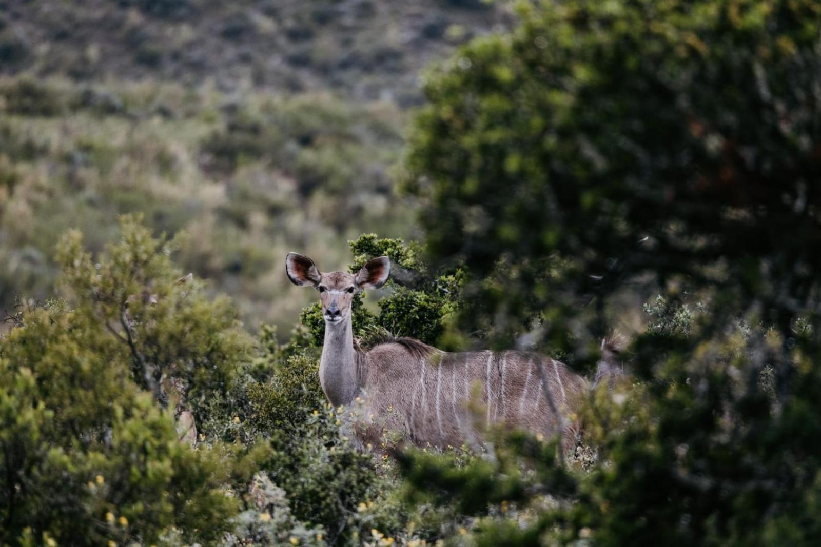 Wildehondekloof Game Lodge Matjiesrivier  Exteriör bild