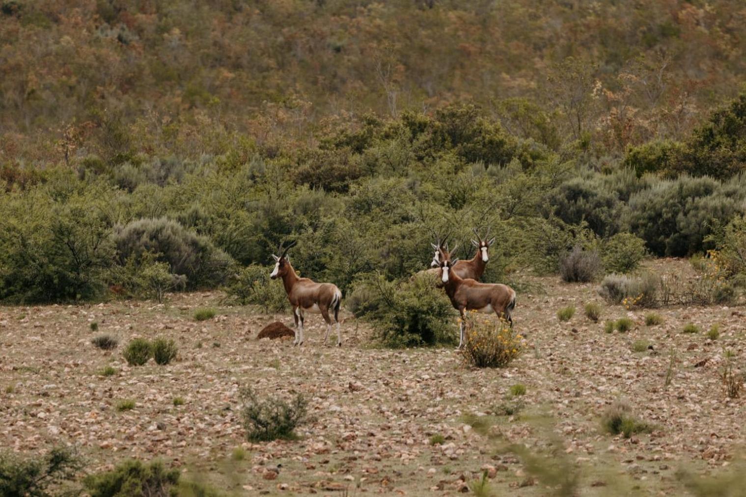 Wildehondekloof Game Lodge Matjiesrivier  Exteriör bild