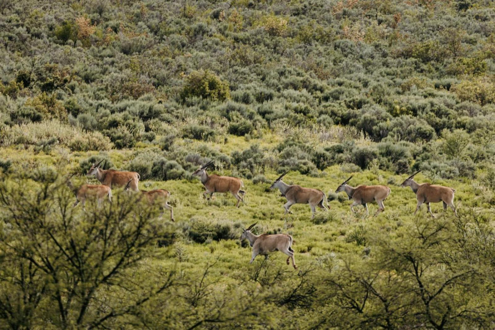 Wildehondekloof Game Lodge Matjiesrivier  Exteriör bild