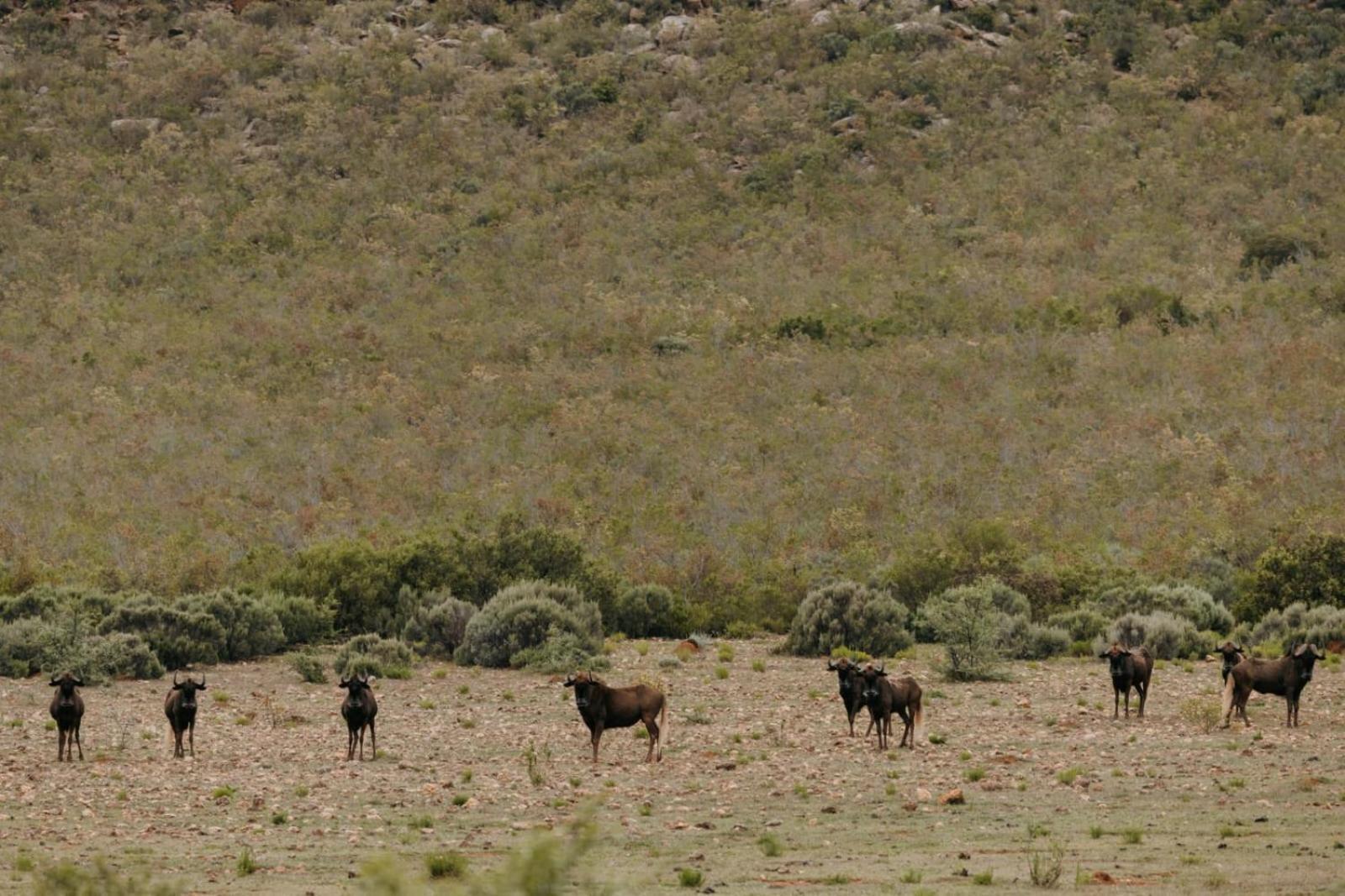 Wildehondekloof Game Lodge Matjiesrivier  Exteriör bild