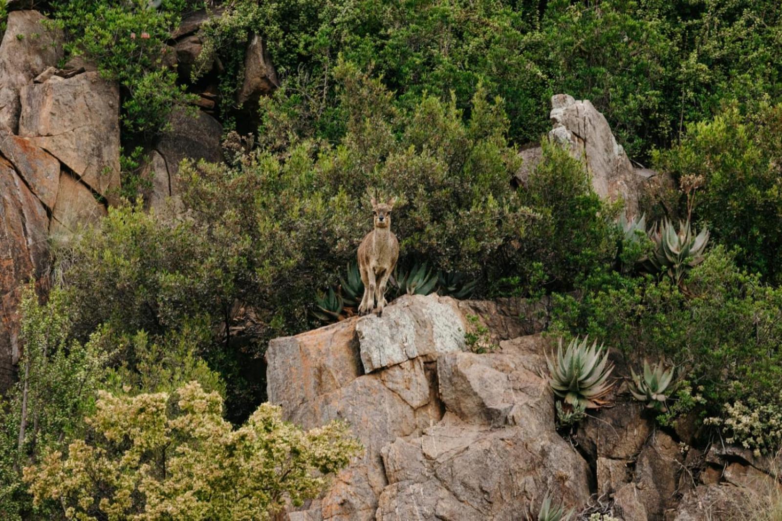 Wildehondekloof Game Lodge Matjiesrivier  Exteriör bild