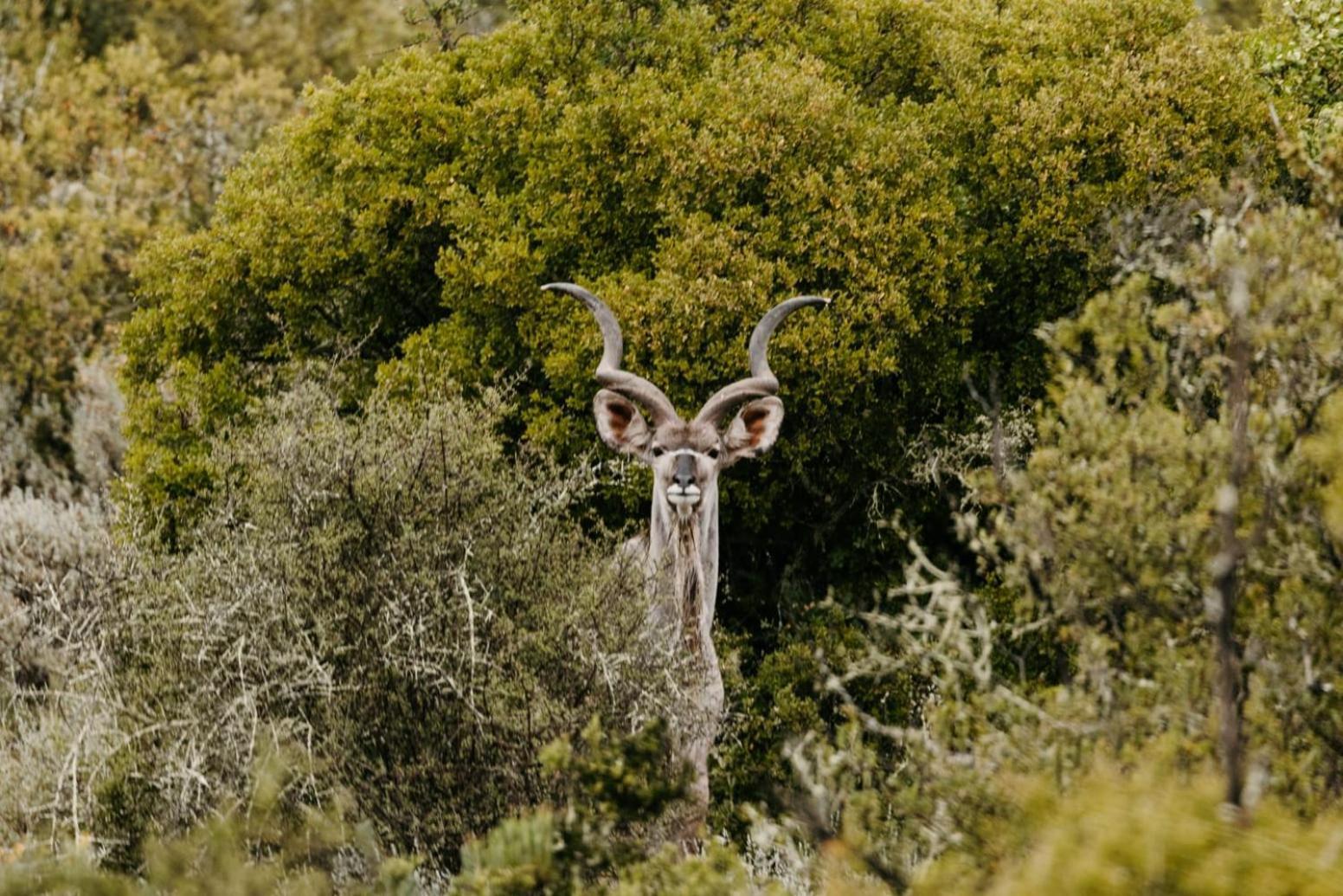 Wildehondekloof Game Lodge Matjiesrivier  Exteriör bild