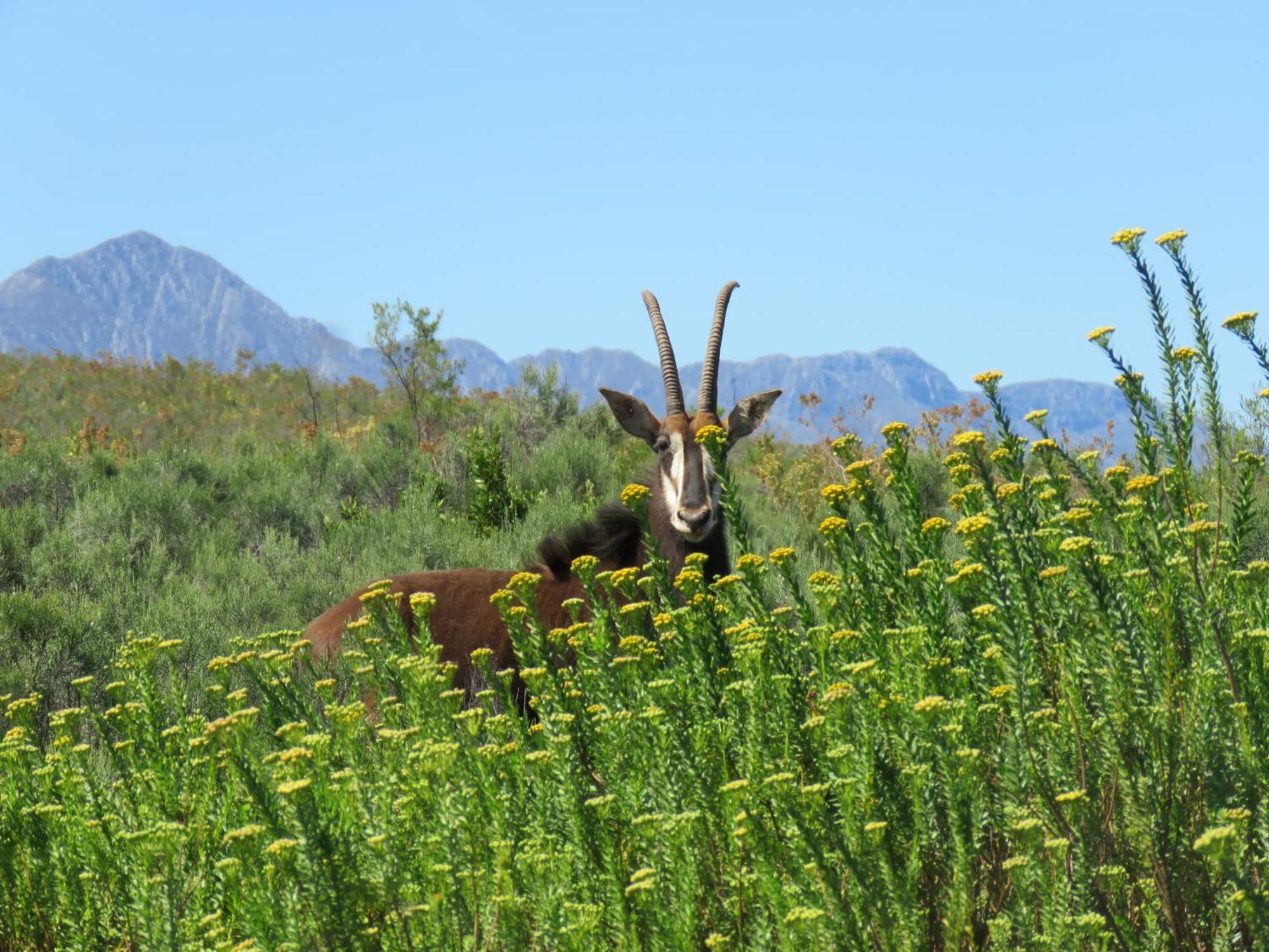Wildehondekloof Game Lodge Matjiesrivier  Exteriör bild