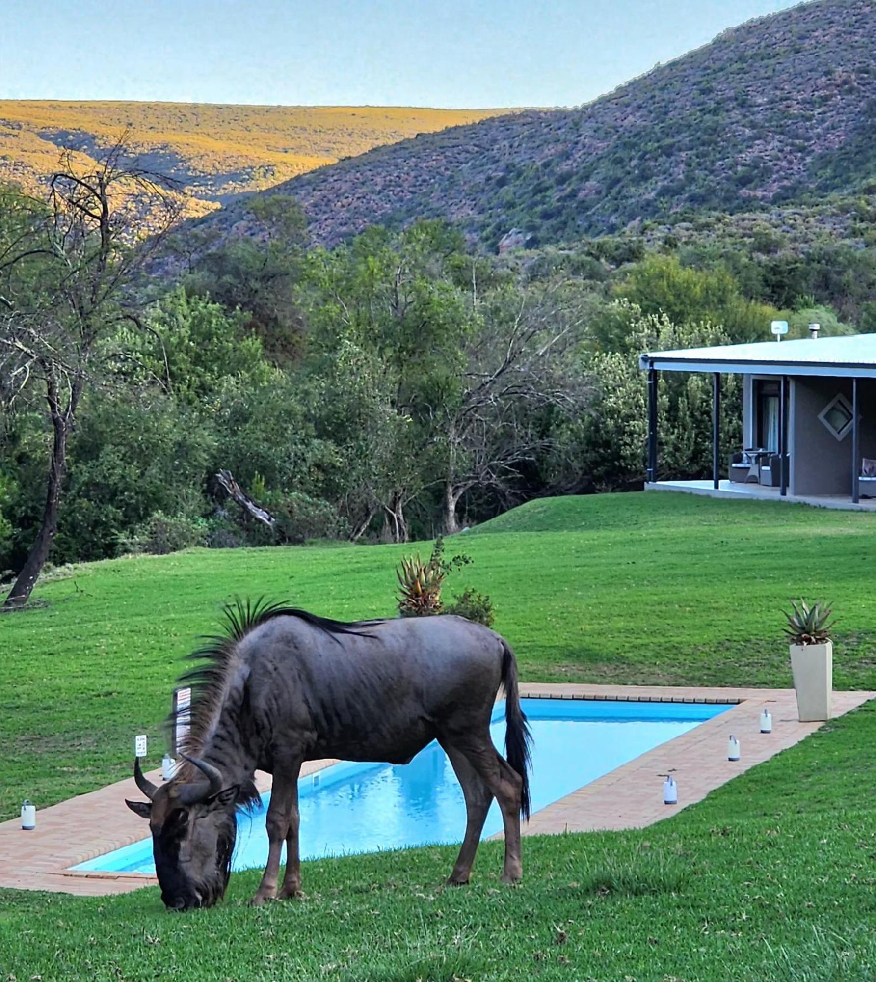 Wildehondekloof Game Lodge Matjiesrivier  Exteriör bild