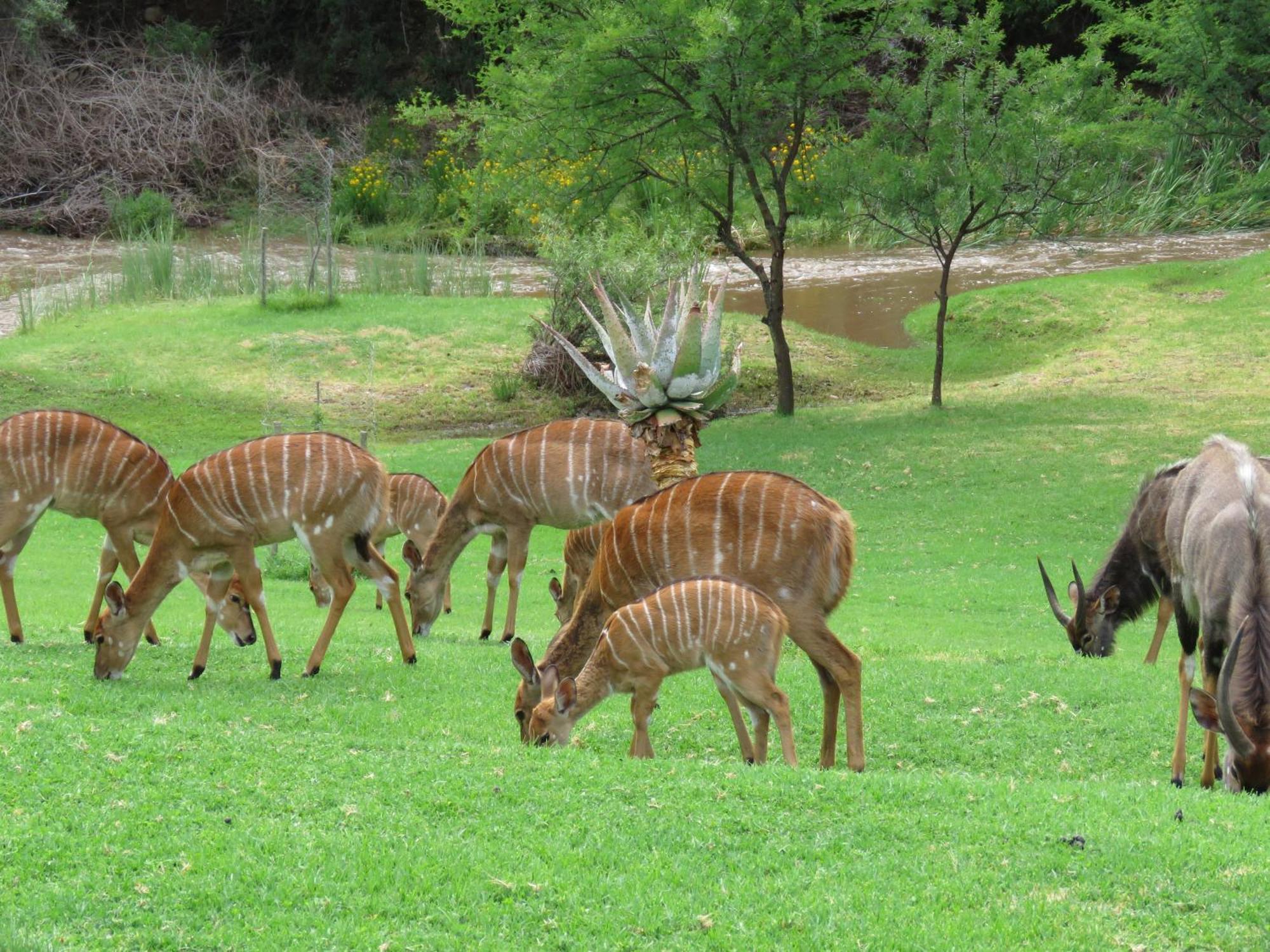 Wildehondekloof Game Lodge Matjiesrivier  Exteriör bild
